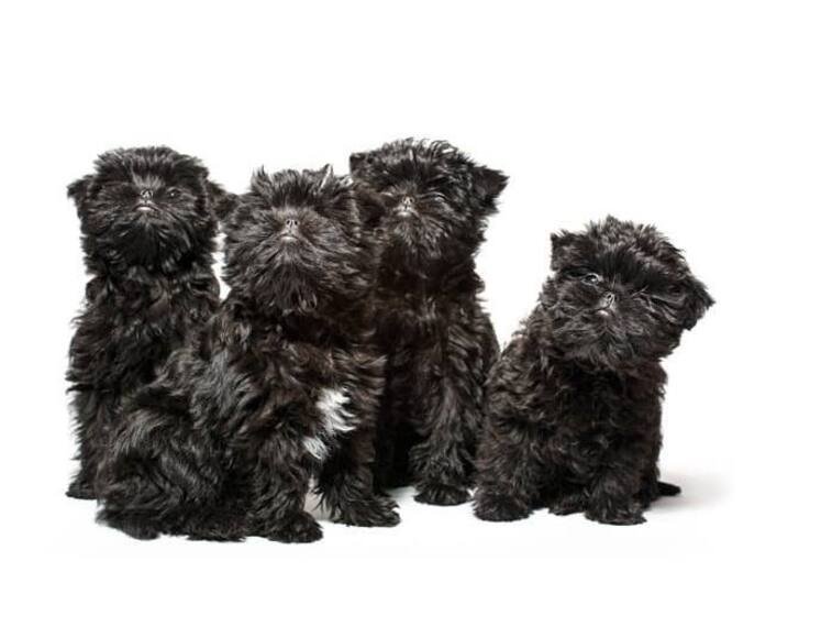 Affenpinscher cachorros