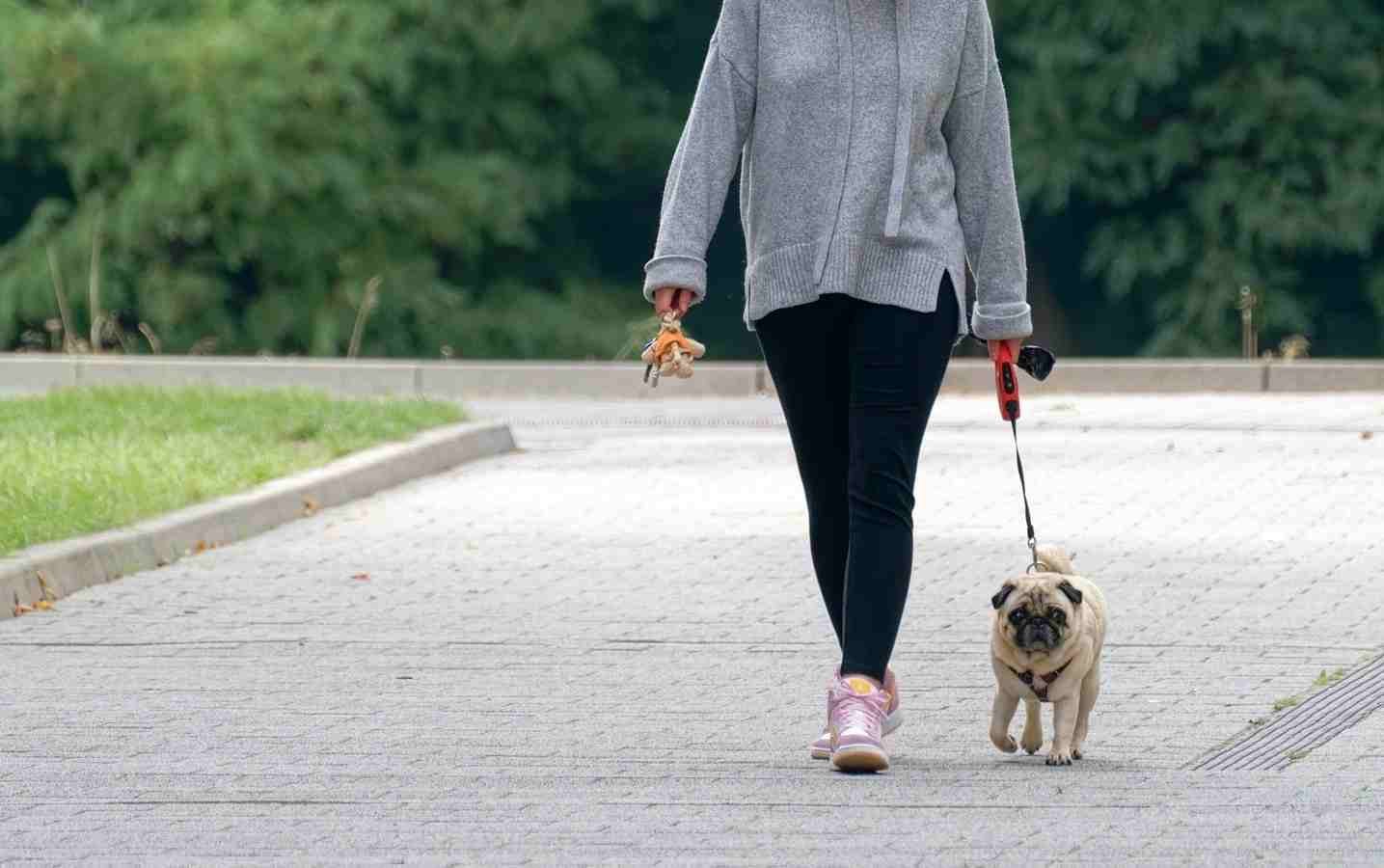 persona caminado con pug