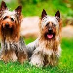 Silky Terrier
