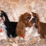 Cavalier King Charles Spaniel
