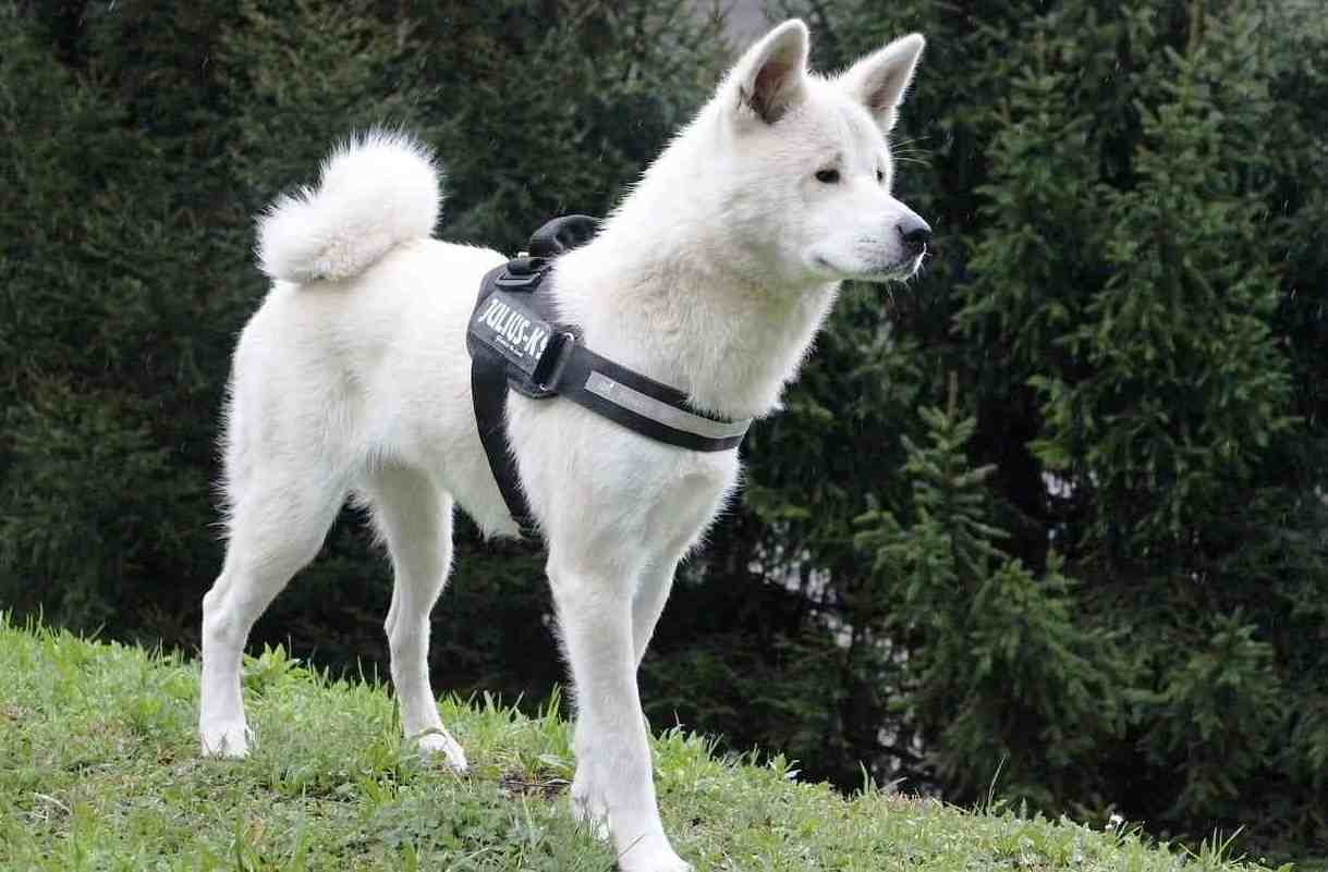 akita inu blanco
