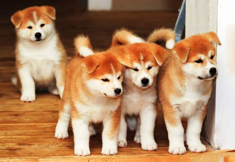 cachorro de akita inu