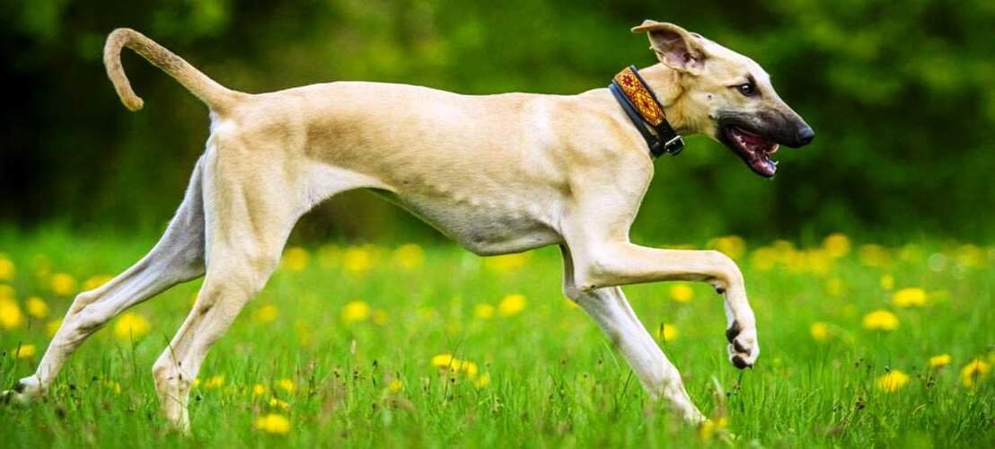 Sloughi corriendo / Kennel Club Argentino