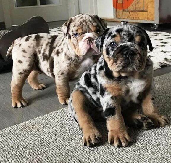 Bulldog Inglés exótico / elegir la raza de perro perfecta Kennel Club Argentino
