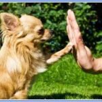 Curso de Comportamiento Canino del Kennel Club Argentino