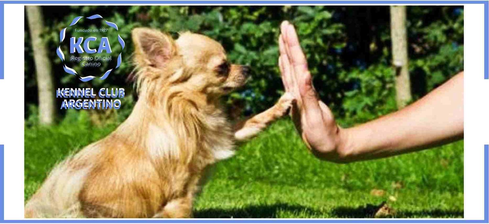 Curso de Comportamiento Canino del Kennel Club Argentino