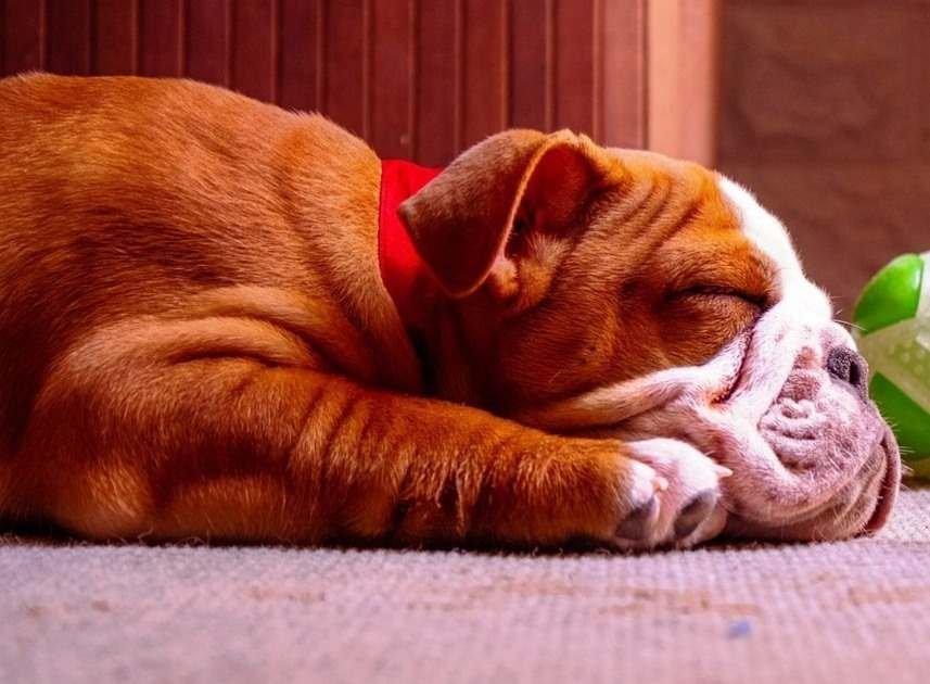 perro bulldog ingles durmiendo / Kennel Club Argentino