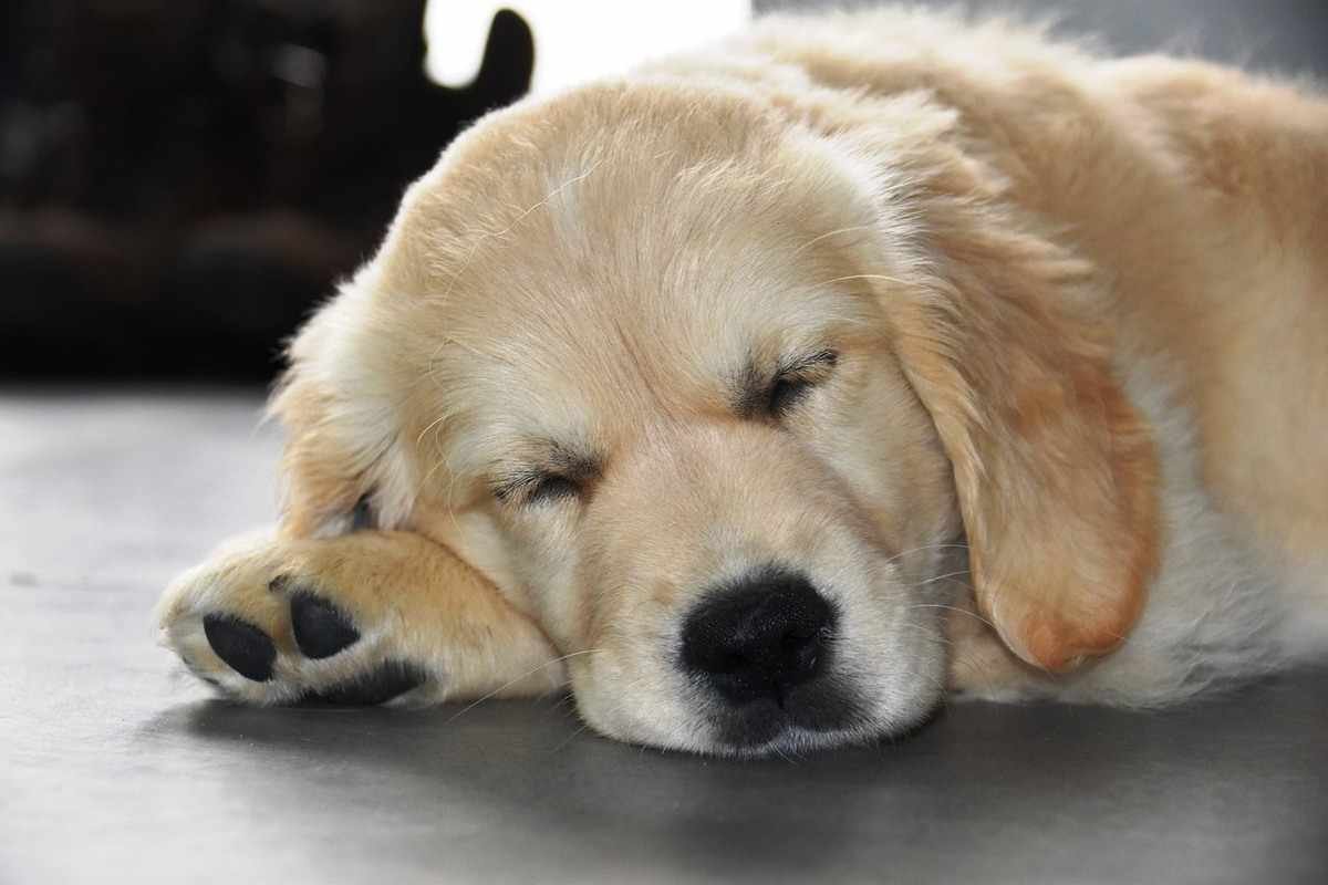 perro golden cachorro sueños / Kennel Club Argentino