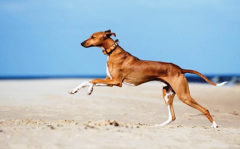Galgo Africano (Azawakh) / Kennel Club Argentino