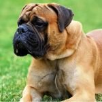 Bullmastiff / Kennel Club Argentino