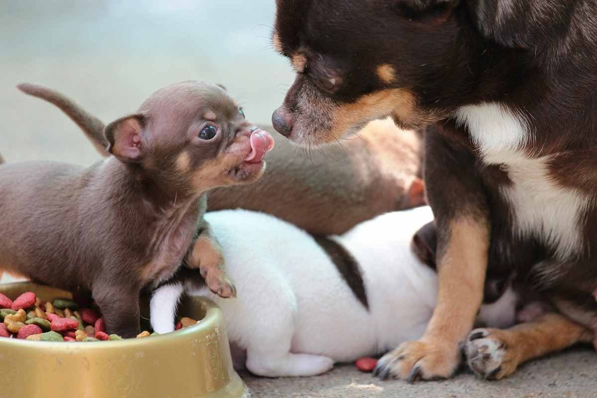 Nutrición de los perros / Salud Kennel Club Argentino
