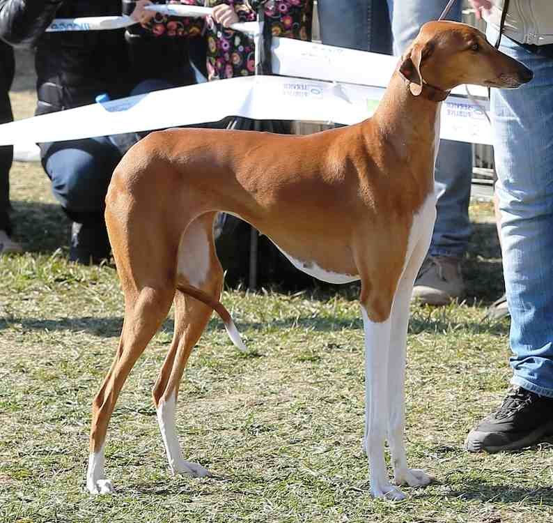 Galgo Africano (Azawakh) / Kennel Club Argentino