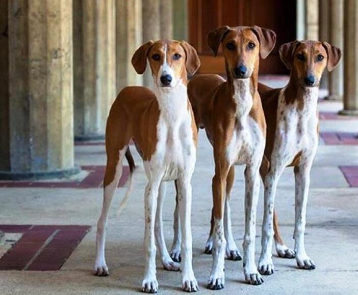 Galgo Africano (Azawakh) / Kennel Club Argentino