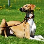 galgo africano