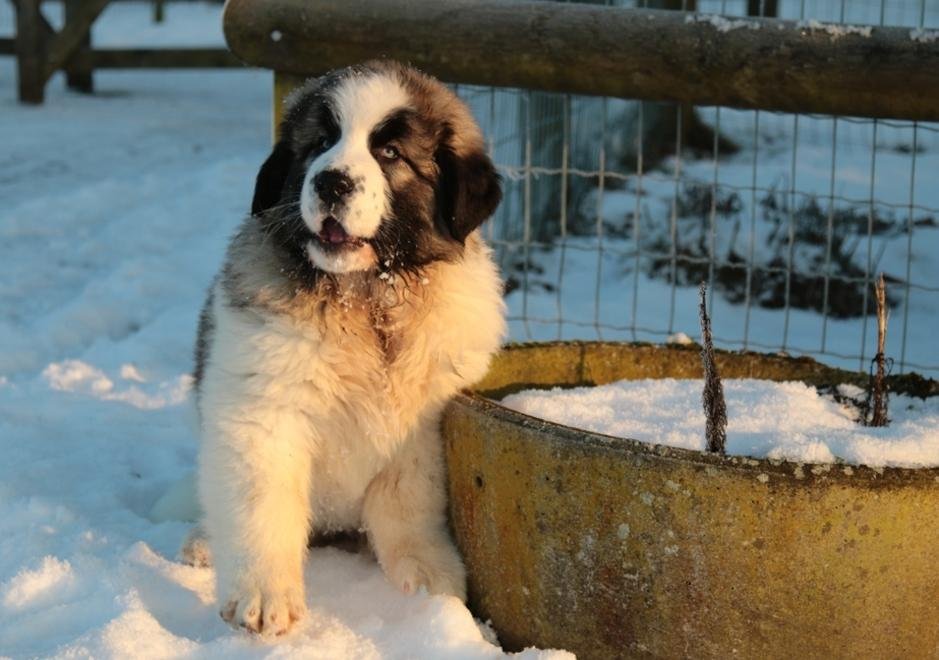 Mastín del Pirineo cachorro / Kennel Club Argentino