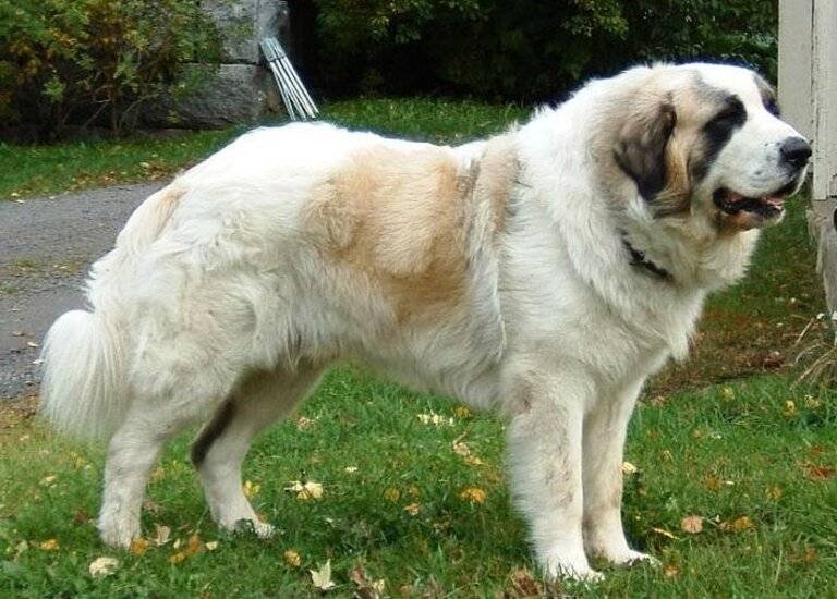 Mastín del Pirineo / Kennel Club Argentino