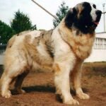 Mastín del Pirineo / Kennel Club Argentino