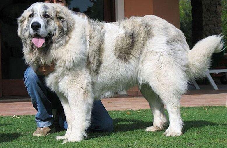 Mastín del Pirineo / Kennel Club Argentino