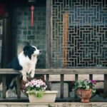 Borde collie en el balcon / Reloj Interno Canino / Kennel Club Argentino