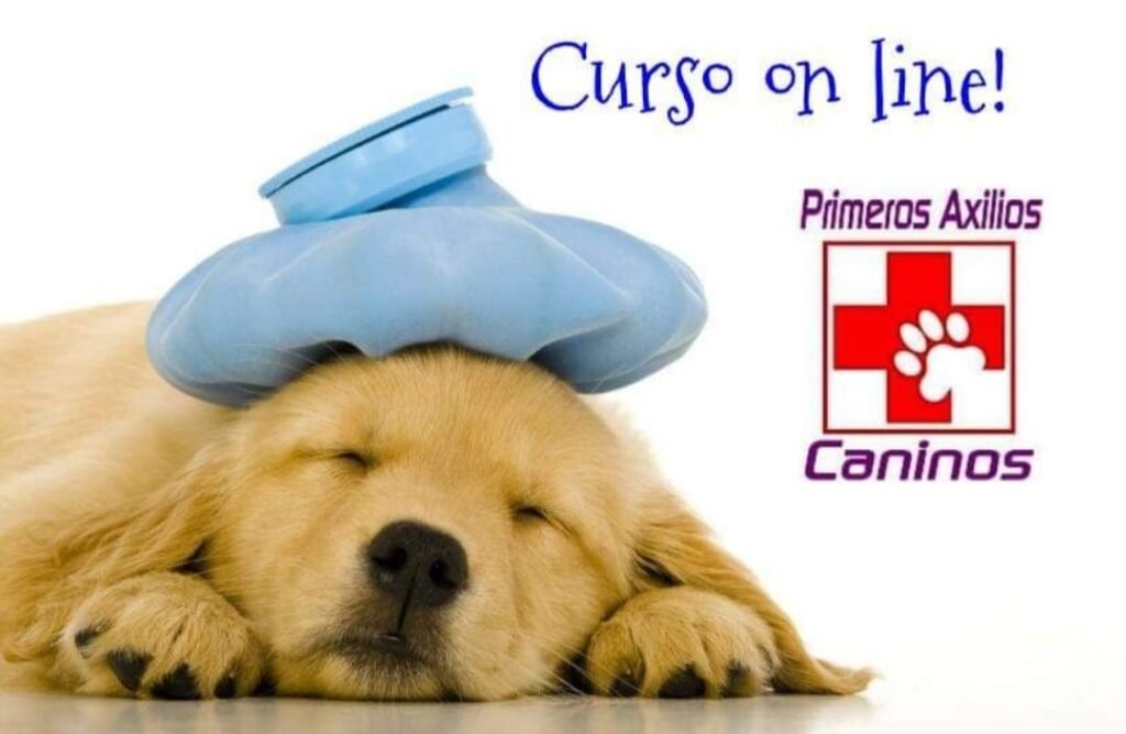 Cursos Primeros Auxilios Canino / Kennel Club Argentino
