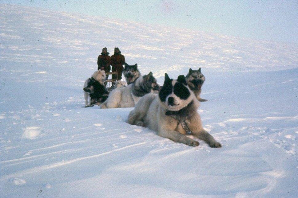 Perro Polar Argentino / Kennel Club Argentino