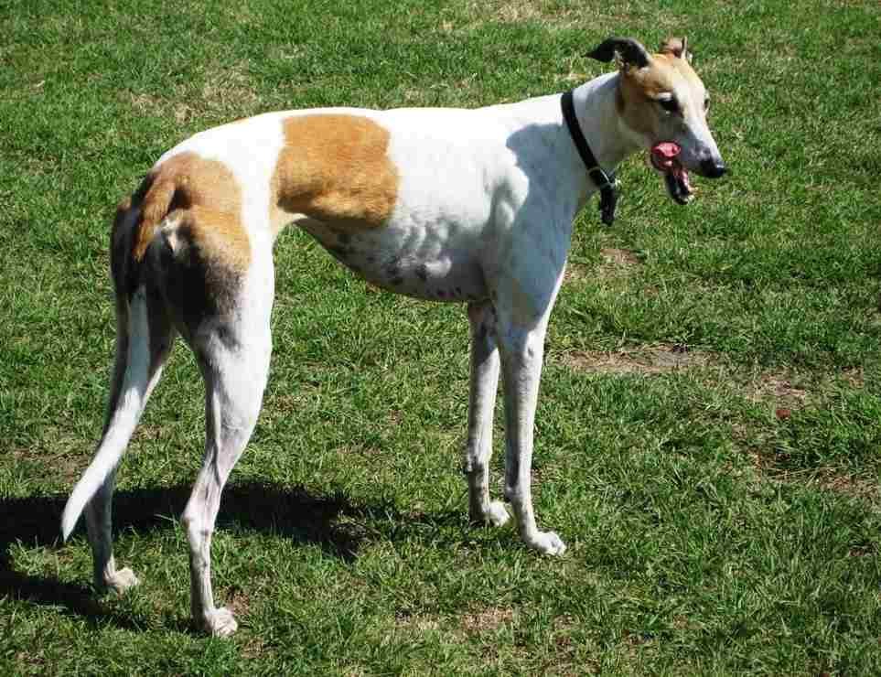 Galgo Inglés - Greyhound / Kennel Club Argentino