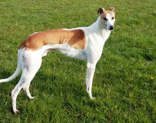 Galgo Inglés - Greyhound / Kennel Club Argentino