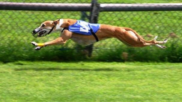 Galgo Inglés - Greyhound / Kennel Club Argentino