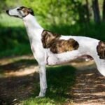 Galgo Inglés - Greyhound / Kennel Club Argentino