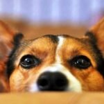 Orejas de los perros / Kennel Club Argentino