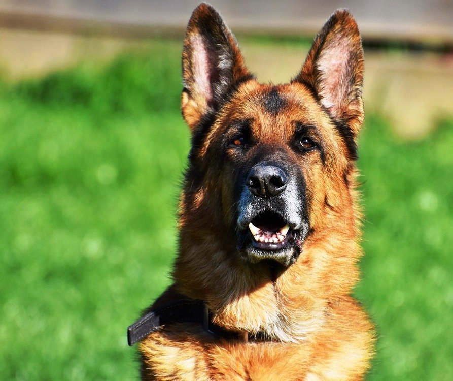Orejas de los perros / Kennel Club Argentino