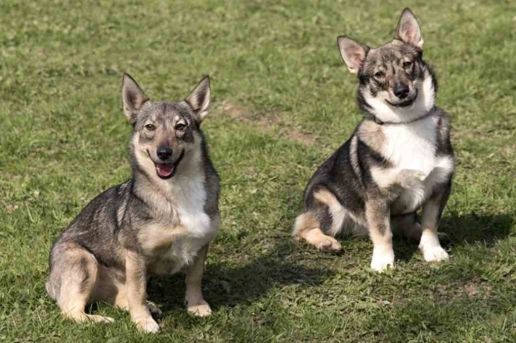 Vallhund Sueco / Kennel Club Argentino