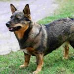 Vallhund Sueco / Kennel Club Argentino