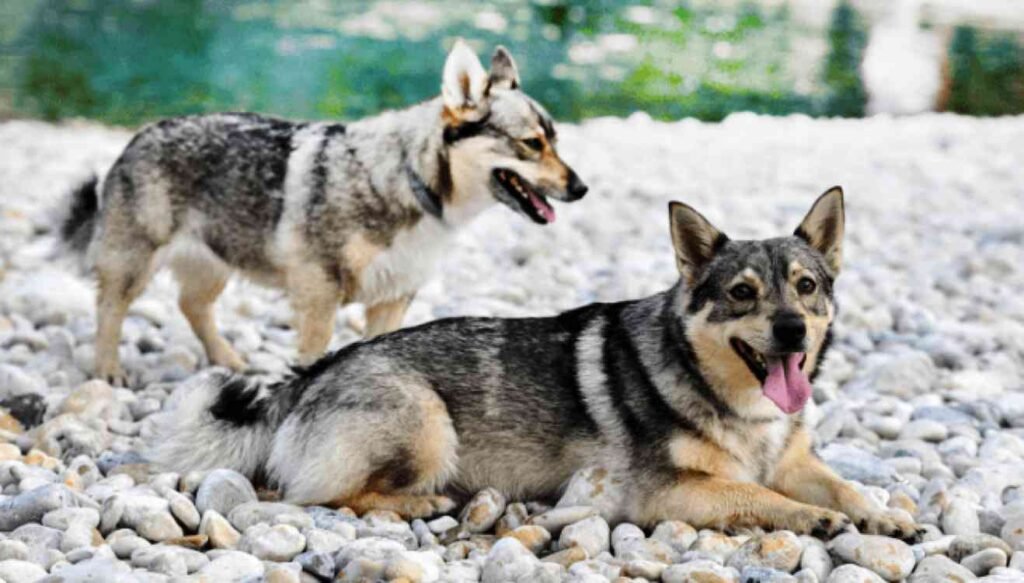 Vallhund Sueco / Kennel Club Argentino