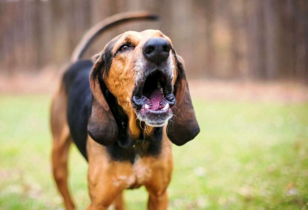 bloohound ladrido canino