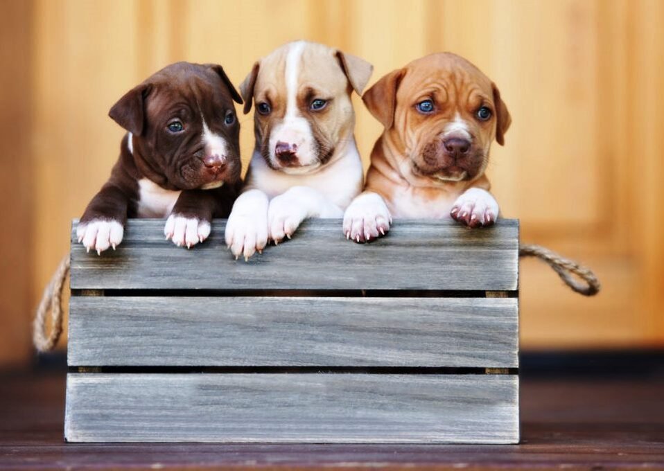 American Pitbull Terrier cachorro / Kennel Club Argentino