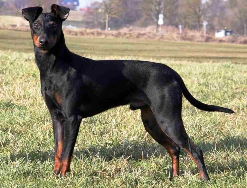 manchester terrier / Kennel Club Argentino
