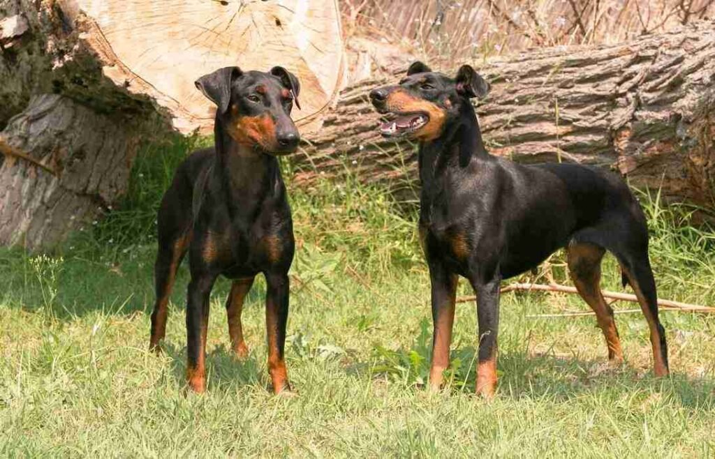 manchester terrier / Kennel Club Argentino