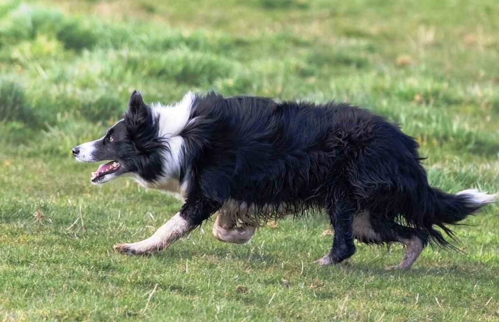 Border Collie / Doble Pelaje / Kennel Club Argentino 