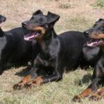 manchester terrier / Kennel Club Argentino