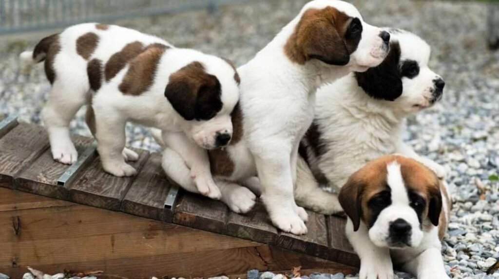 san bernardo cachorros / Doble Pelaje / Kennel Club Argentino 