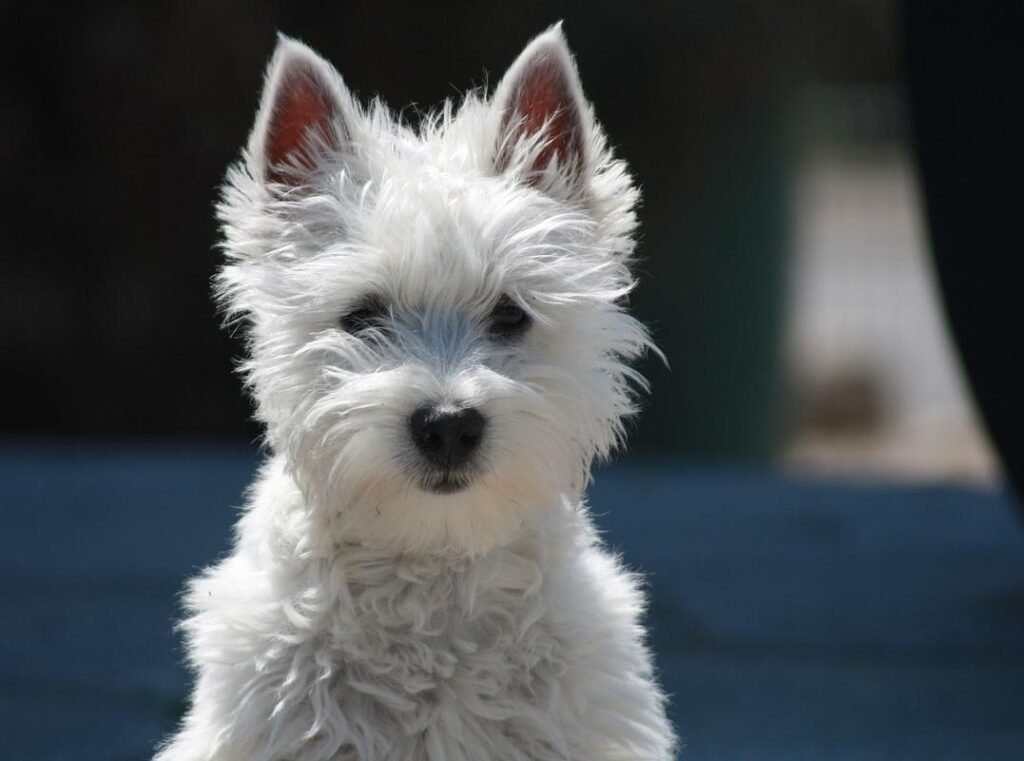 West Highland White Terrie / Kennel Club Argentino
