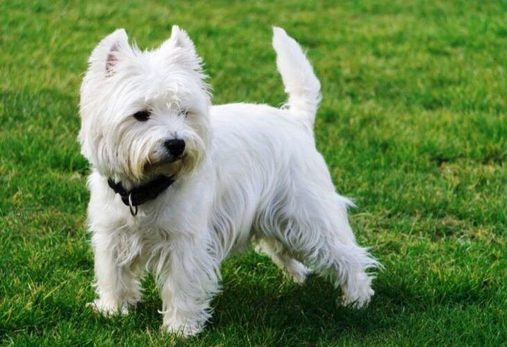 West Highland White Terrie / Kennel Club Argentino
