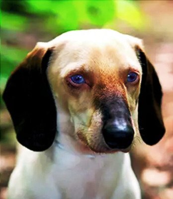 Color Himalaya/Siamés / Kennel CLub Argentino