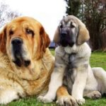 Mastín Español / Kennel Club Argentino