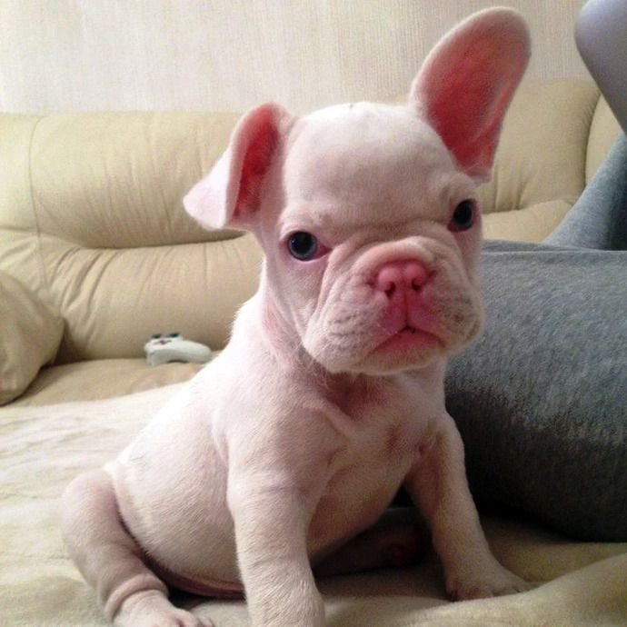 Bulldog franccés Albino / Kennel Club Argentino