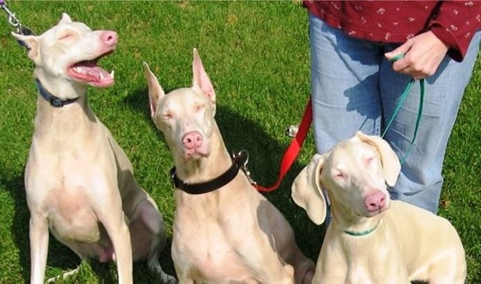 dobermann albino / Kennel Club Argentino