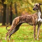 lebrel hungaro atigado / Kennel Club Argentino