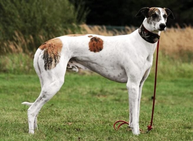 lebrel hungaro / Kennel Club Argentino