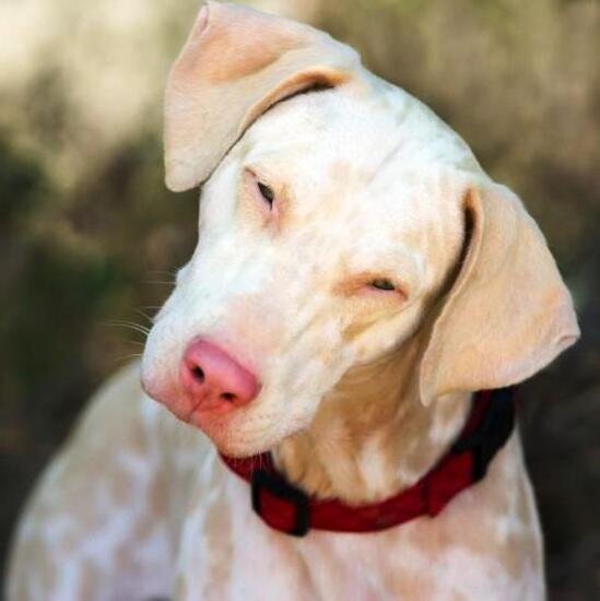 perro albino / Kennel Club Argentino